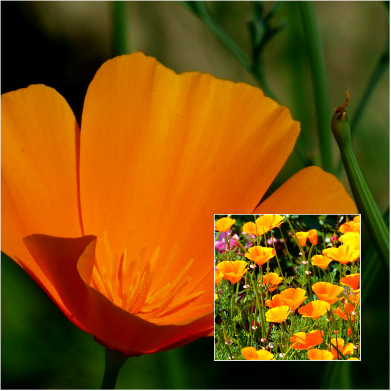 California poppy